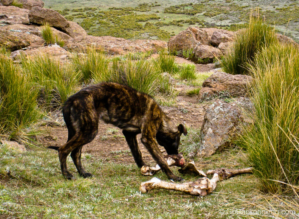 Hungry dog in Lesotho