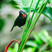 Lesser Antillean Bullfinch, St Lucia • <a style="font-size:0.8em;" href="https://www.flickr.com/photos/21540187@N07/5316227163/" target="_blank">View on Flickr</a>