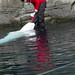 20110104-8369-Beluga-Show-Van-Aquarium.jpg