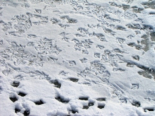 gull tracks on ice