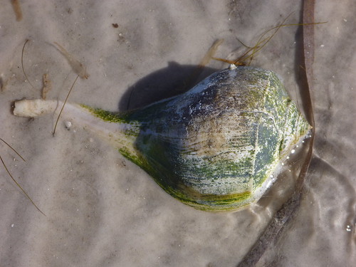 Lightning Whelk shell