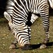 Mountain Zebra / Bergzebra