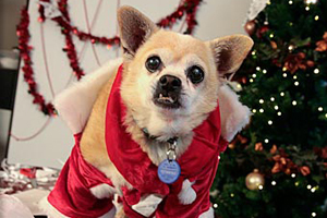 Esther the dog in a holiday costume