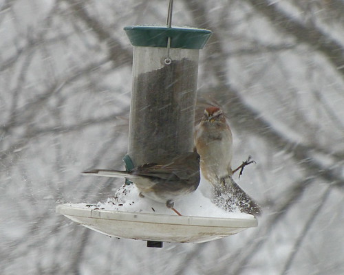 squabble 2