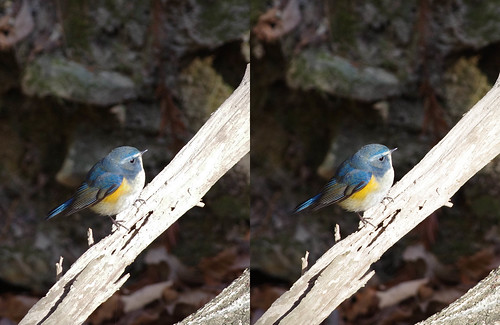 Tarsiger cyanurus, stereo parallel view