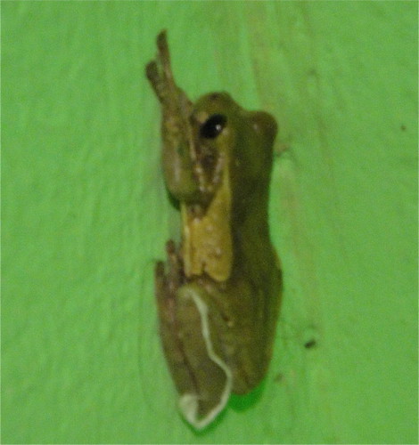 Palo Verde, Rana lechosa, Trachycephalus venulosa