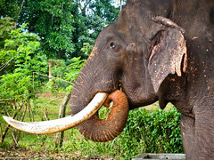 Кушающий слон