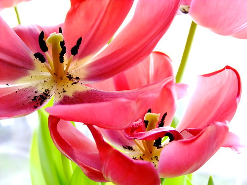 Overblown tulips