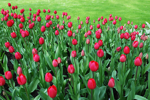 Keukenhof Tulips Garden40
