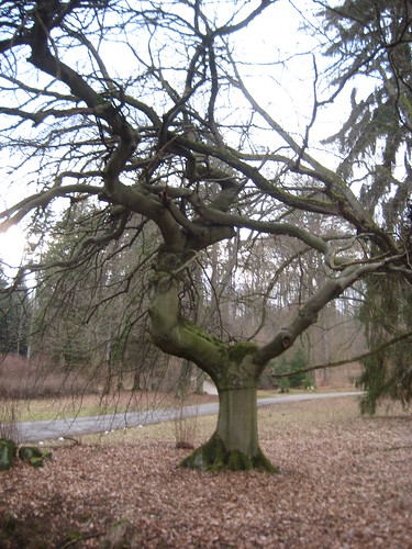 Krüppelbaum