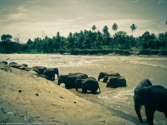 Много слонов