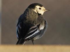 Pied Wagtail, Bylaugh (Norfolk), 9-Jan-11