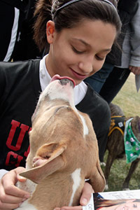 Pit bull dog giving a girl a kiss