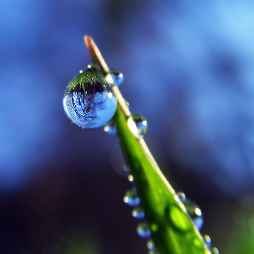 Delicate Balance (ecstaticist) morning blue light sky macro green water grass obsession dew refraction droplet blade