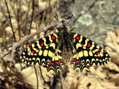 Mariposa arlequín