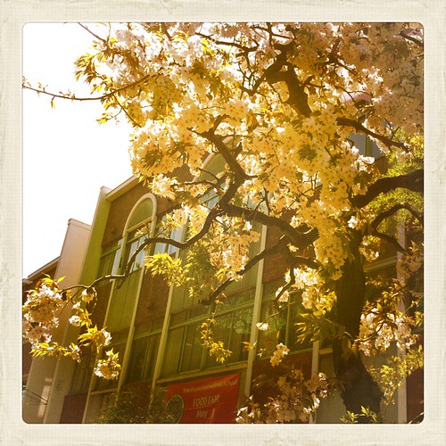 Sakura in front of #YIS is blooming!