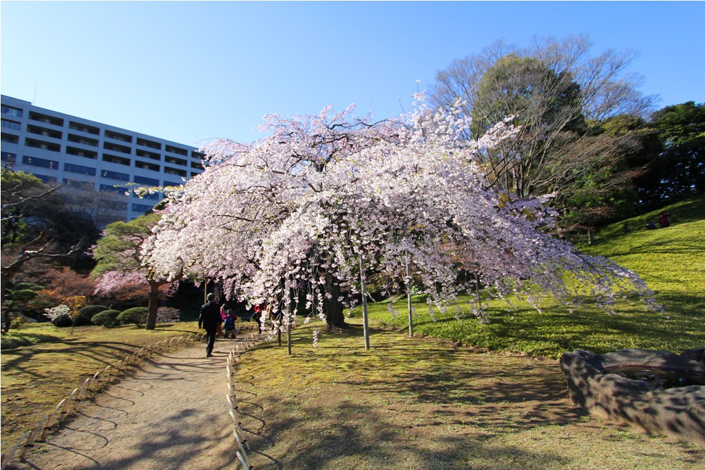 Sakura Photo 2011Koishikawa Botanical Gardens (4)