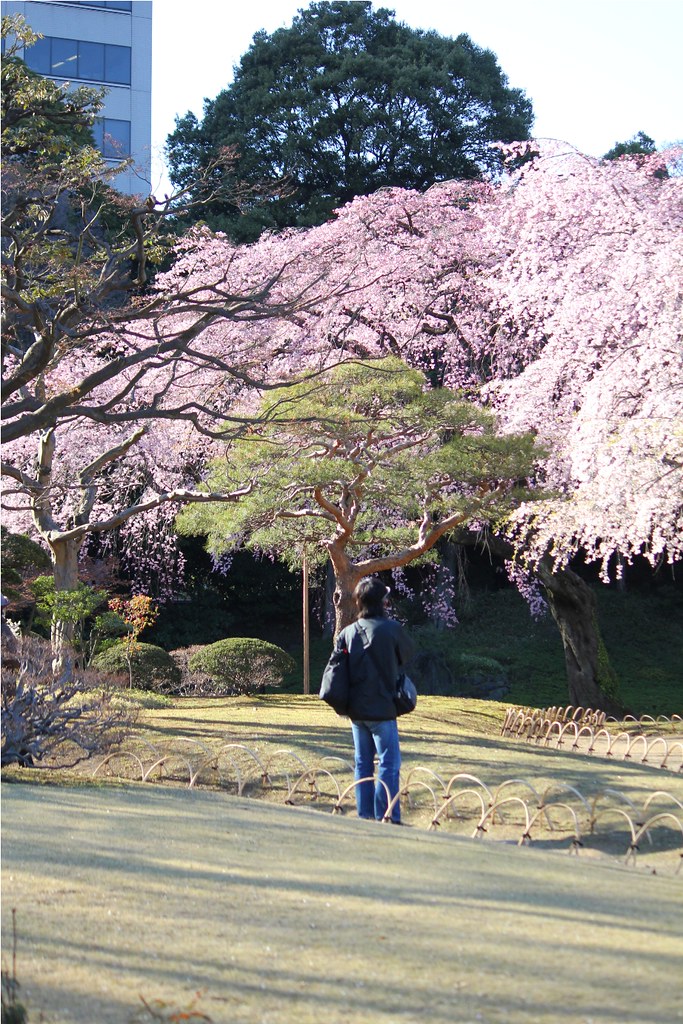 Sakura Photo 2011Koishikawa Botanical Gardens (13)
