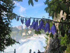 Rhine Falls Flowers