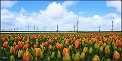 Tulpenveld in het buitengebied bij Lelystad