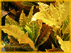 Codiaeum variegatum 'Petra' (Croton 'Petra'), with ovate leaves, variegated in green, yellow and orange with a reddish tinge