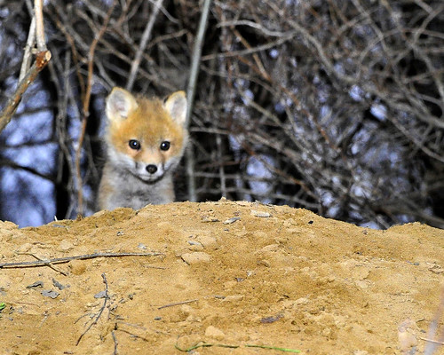 fox_kit_2011