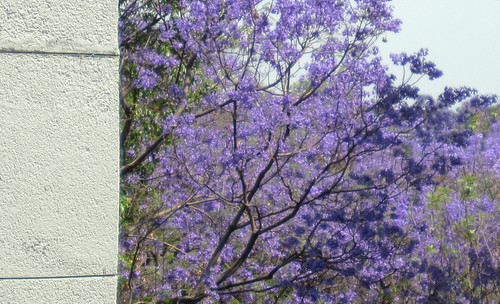 Jacarandas 05 • <a style="font-size:0.8em;" href="http://www.flickr.com/photos/30735181@N00/5638488804/" target="_blank">View on Flickr</a>