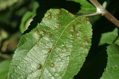 Older scab lesions showing how the leaf becomes deformed. Photo courtesy Alan R. Biggs, West Virginia Univ.