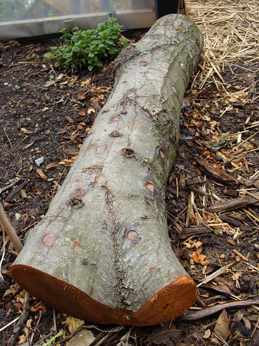 Close-up of Mushroom Log