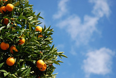 Anglų lietuvių žodynas. Žodis orange tree reiškia apelsinų medis lietuviškai.