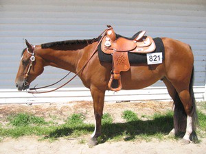 horse accessories