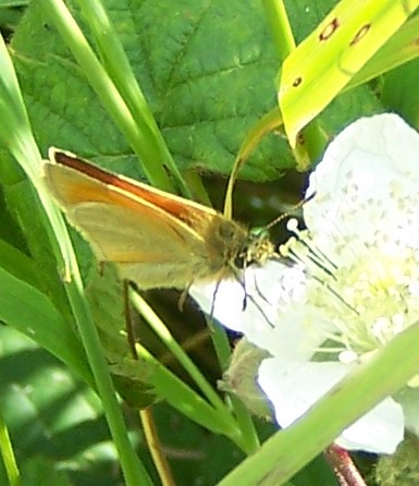 Small Skipper Butterfly