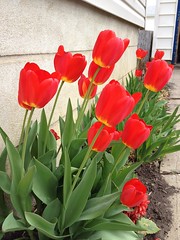 Tulips1_75