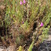 Antirrhinum tortuosum: "succameli" • <a style="font-size:0.8em;" href="http://www.flickr.com/photos/62152544@N00/14414052255/" target="_blank">View on Flickr</a>