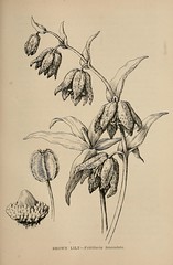 Anglų lietuvių žodynas. Žodis fritillaria lanceolata reiškia <li>fritillaria lanceolata</li> lietuviškai.