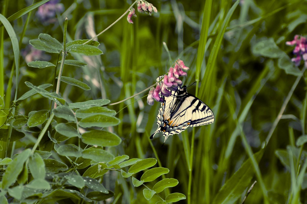 Tiger Swallowtail 3
