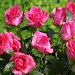 hot-pink-roses-dsc03578-dwp
