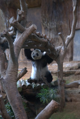 Weer een panda