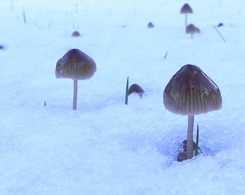 Iced mushrooms