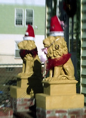 Christmas Lions 088
