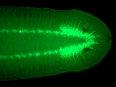 
			Regeneration bei freilebenden Plattwürmern
		