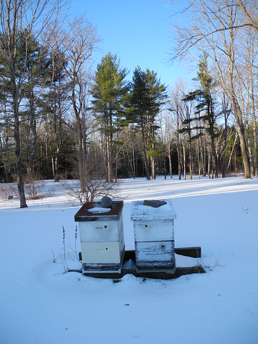 Beehives in winter by christwisen, on Flickr
