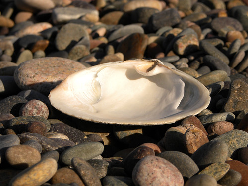 Gift from the sea
