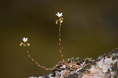 Common Saxifrage
