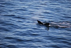 Whales in Glacier Bay