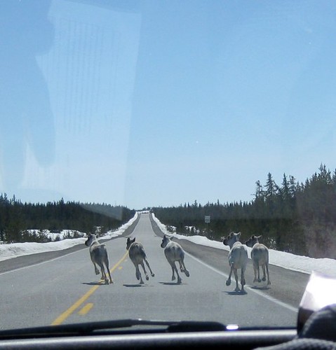 caribou on the james bay highway