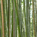 Path of bamboo, Kyoto • <a style="font-size:0.8em;" href="https://www.flickr.com/photos/40181681@N02/5207914717/" target="_blank">View on Flickr</a>