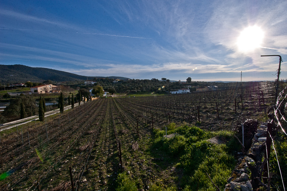 Vinos de Extremadura en Viña Placentina