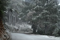 Route de montée à Bavella : chute de neige sous Bocca di Larone