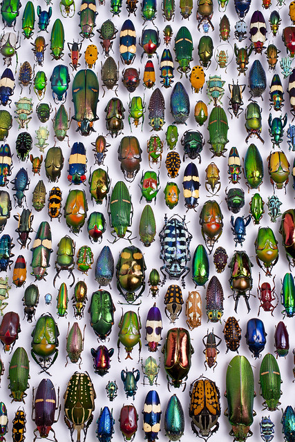 Collections ~ Beetles